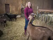 La Dordogne vise le record mondial du plus grand plateau de fromages de chèvre