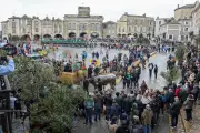 La Fête des bœufs gras de Bazas 2026 maintenue malgré tempête et maladie animale