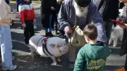 La Fête du Cochon triomphe à Saint-Pons-de-Thomières, Ricky devient mascotte officielle