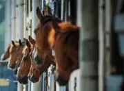 La MFR de Thiviers investit 3 millions d'euros pour moderniser sa filière hippique