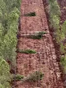Landes : trois hélicoptères bretons en renfort pour localiser les dégâts électriques après la tempête Nils
