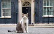 Larry, le chat de Downing Street, célèbre ses 15 ans au cœur du pouvoir britannique