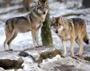 Le gouvernement assouplit les règles d'abattage des loups pour les éleveurs