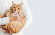 Les chats forment des attachements sociaux spécifiques avec leurs propriétaires