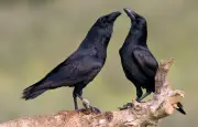 Les corbeaux révèlent une intelligence sociale insoupçonnée