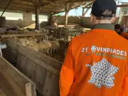 Les Ovinpiades : concours régional dans les Pyrénées pour former la relève des éleveurs ovins