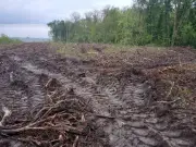 L'ONG Canopée alerte sur l'impact climatique des coupes rases en forêt, malgré une baisse trompeuse