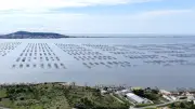 L'étang de Thau rouvre à la commercialisation des huîtres et moules après deux mois de fermeture