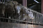 L'UE ouverte à des alternatives à l'abattage massif pour les maladies bovines