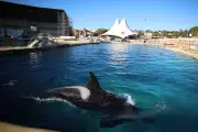 Marineland : un rapport vétérinaire alerte sur le statu quo qui menace la vie des orques