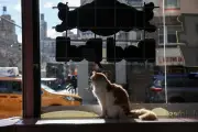 À New York, la légalisation des chats dans les épiceries suscite une vive polémique