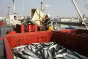 Pêche de loisir : un quota de cinq maquereaux par jour annoncé par la ministre