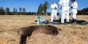 Peste Porcine Africaine : La France en état d'alerte face à l'avancée du virus