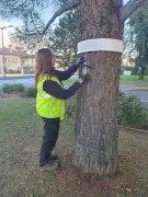 Pineuilh installe des pièges artisanaux contre les chenilles processionnaires
