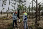 Portugal face au nématode du pin : une lutte acharnée pour sauver les forêts