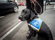 Procès rare : un restaurateur jugé pour refus d'une cliente aveugle et son chien guide