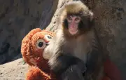 Punch, le bébé singe star des réseaux, symbole de la cruauté des zoos selon PETA