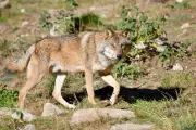 Quota de loups abattus porté à 21% : la colère agricole face à la protection animale