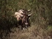 Races bovines menacées : le combat pour la survie des trésors patrimoniaux français