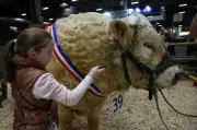 Salon de l'Agriculture 2026 : Absence des vaches due à la dermatose nodulaire