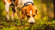 Sauvetage incroyable d'un chien de chasse coincé 10 heures sous terre dans le Pas-de-Calais