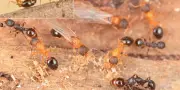 Temnothorax kinomurai : la fourmi japonaise qui défie les règles sociales avec des colonies uniquement de reines