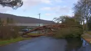 Tempête Nils : arbres déracinés, coupures de courant et fermetures à Saint-Affrique