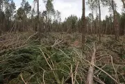 Tempête Nils : bilan lourd dans les Landes avec un mort, blessés et coupures massives