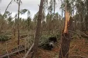 Tempête Nils dans les Landes : des dégâts forestiers étendus mais moindres qu'en 1999
