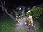 Tempête Nils dans les Landes : un mort, des centaines d'arbres arrachés et des routes bloquées