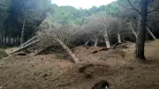 Tempête Nils : La pinède du Grand Travers dangereusement fragilisée dans l'Hérault