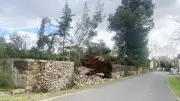 Tempête Nils : La Villa Saint-Germain de Cazouls-d'Hérault dévastée par la chute d'arbres centenaires