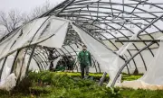 Tempête Nils : les maraîchers béarnais dévastés réclament catastrophe naturelle