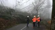 Tempête Nils : Rosis isolé après des chutes d'arbres massives sur la D180