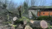 Tempête Nils : un chêne séculaire de 250 ans déraciné dans l'Aveyron