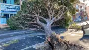 Tempête Nils à Valras-Plage : neuf arbres abattus et remplacés après expertise