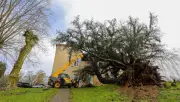 Tempête Pedro : un cèdre historique de 250 ans s'effondre sur le domaine du Pourtaou