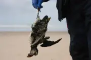 Tempêtes en Gironde : les macareux meurent sur les plages, un drame écologique