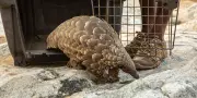 Trafic de pangolins : saisie record d'écailles en RDC, un commerce illégal persistant