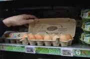Œufs de poules en cage : malgré les progrès, 73% des supermarchés en vendent encore