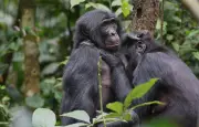 Un bonobo démontre une capacité à jouer à faire semblant, bousculant l'idée de l'imagination humaine
