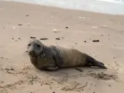 Un phoque s'échoue sur la plage de Carcans lors des grandes marées
