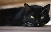 Une chatte retrouvée après 12 ans grâce à une association en Seine-et-Marne