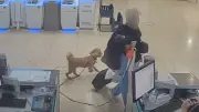 Une femme abandonne son chien à l'aéroport de Las Vegas pour prendre l'avion