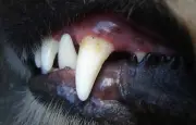 Une femme échappe à un enlèvement grâce à son chien à Polinyà del Xúquer