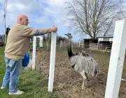Zaza le nandou : trois ans après l'affaire judiciaire, il vit toujours heureux à Urt