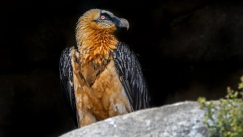 18 mois avec sursis pour le tir mortel d'un gypaète barbu, espèce protégée
