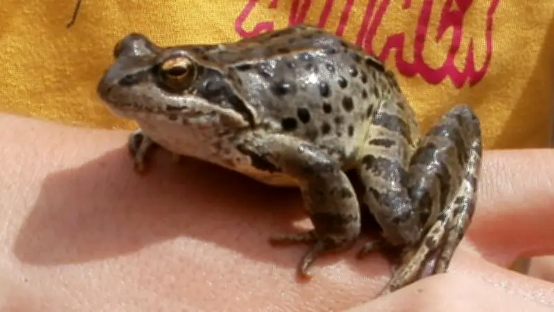 24 heures d'inventaires naturalistes participatifs pour les zones humides à Assas