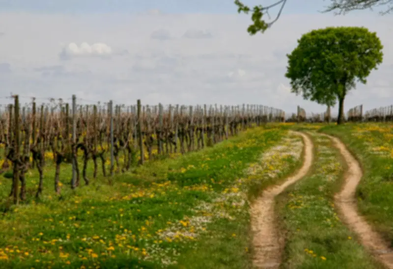 300 viticulteurs charentais certifiés écologiques, un cap symbolique pour le cognac