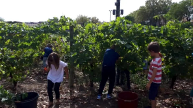 80 écoliers découvrent les vendanges et le pressage du raisin à Caux